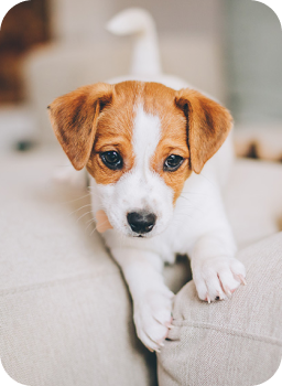 Lisanslı Petshop <br> Ürünleri